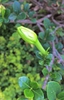 bud, spring, Durham County, NC