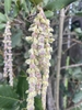 Male catkins