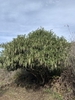 Form