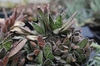 Form