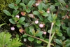 Fruits and leaves of G. pyroloides