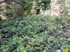 Native habitat