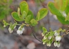 Flowers and leaves