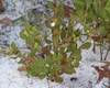 Form in Oct in Fl
