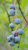 Fruit