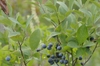 Fruit and leaves