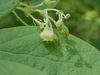 Flower detail