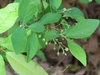 Flowers and leaves
