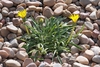 Gazania linearis 'Colorado Gold'