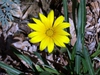 Gazania linearis 'Colorado Gold'