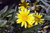 Gazania linearis 'Colorado Gold'