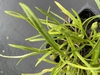 Gazania linearis 'Colorado Gold'
