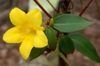 Flower and leaves