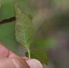 Underside of leaf