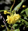 Double blooming yellow up close flowers