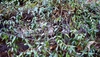 Wirey stems and opposite lanceolate leaves