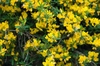 Form in bloom