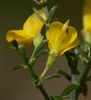 Back of flower