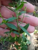 Sessile leaves and stem