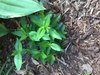 Gentiana acaulis