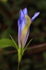 Flower bud