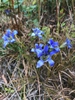 Form