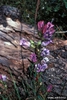 Form