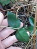 Opposite leaves in November, NC Sandhills Game Land