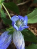 Close up of flower