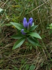 Form