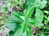 Leaves