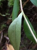 Underside of leaf
