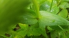 Stem and leaf attachment