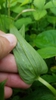 Underside of leaf