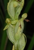 Greenish flowers (Monroe County, NY)-Early Fall