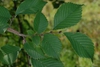Leaves (Brighton, NY)-Mid Fall