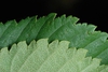 Serrated leaf margin (Brighton, NY)-Mid Fall