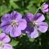 Geranium 'Rozanne'