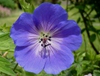 Close up of flower
