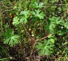 Leaves, form