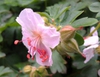Geranium manculatum bloom and buds
