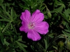 Geranium manculatum bloom and leaves