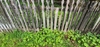 As a ground cover