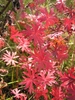 Red fall folliage