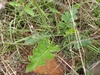 Basal leaves-growing wild in S. Africa