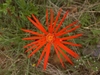 Flower form of the Genus