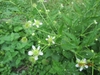 Flowering