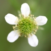 Flower detail