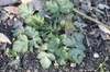 Rosette of leaves in March