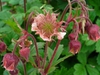 Geum rivale
